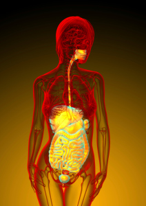 3d render medical illustration of the human digestive system - courtesy of Profbiotics.com